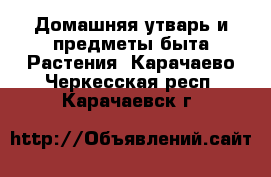 Домашняя утварь и предметы быта Растения. Карачаево-Черкесская респ.,Карачаевск г.